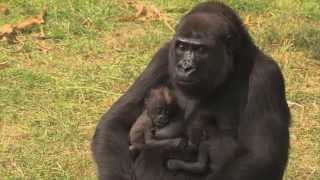 Een unieke gorillatweeling  Burgers Zoo Natuurlijk  Arnhem [upl. by Llerrut652]