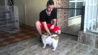 Como Adestrar cachorro quotvira lataquot ensinando passo a passo 1°aula Tani  How to Handle my dog [upl. by Orgalim]