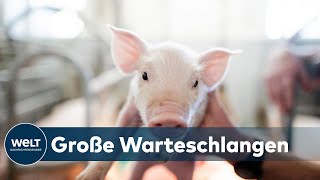 SCHLACHTHOF GESCHLOSSEN Schweinezüchter werden ihre Tiere nicht mehr los [upl. by Annahsad608]