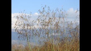 Poaceae Cyperaceae Juncaceae [upl. by Gereron]