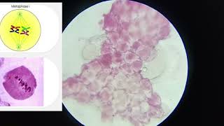 11th CLASS PRACTICAL  CELL DIVISION MEIOSIS 1 amp MEIOSIS 2  PROPHASE 5 STAGES  CBSE  GSEB bio [upl. by Comstock492]