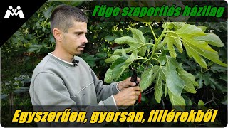 🌿Füge szaporítás házilag egyszerűen gyorsan fillérekből🌿 [upl. by Assilam]