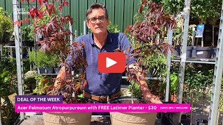 How To Plant Acer Palmatum Atropurpureum [upl. by Anileuqcaj690]