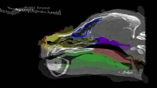 Brachycephalic CT scans [upl. by Isayg301]