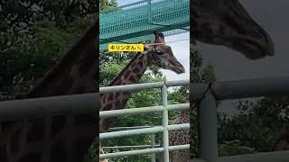 熊本観光 熊本市動植物園 キリン 動物園 熊本の名所 動物好き 熊本 サファリパーク [upl. by Eiresed383]