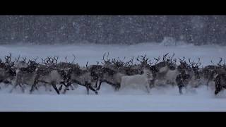 Sony FDRAX53 Cinematic Test Reindeer Herding Color Grade [upl. by Drice812]