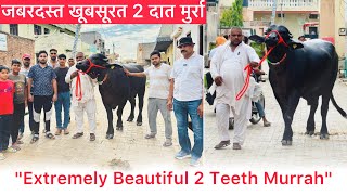 Extremely Beautiful 2 Teeth Murrah Bull 👉 SANJAY JAMNI 98134 36054 [upl. by Ebocaj265]