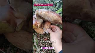 不愧是King Bolete三胞胎连体巨蘑100924wildfungiforagingedible [upl. by Ylam]