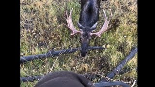 INSANE MOOSE ENCOUNTER 4 ft [upl. by Norven]