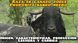 Raza de ganado doble propósito Sardo Negro  Origen producción lechera y cárnica [upl. by Haidebez]