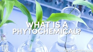 What is a Phytochemical  with Marc David [upl. by Navonod387]