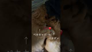 犬種が違うのによく似てる犬 ペキポメ ポメペキ ペキキャバ そっくりな犬 癒し犬 ペキニーズ ポメラニアン キャバリア ミックス犬 dog かわいい犬 [upl. by Regen]