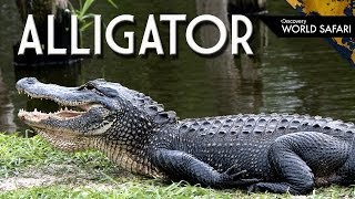 9 Alligator Fun Facts [upl. by Burk]