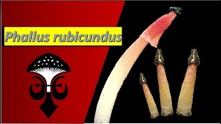 Phallus rubicundus the orange stinkhorn mushroom Part I [upl. by Nennerb]