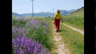 Fiorita del Piano Grande di Castelluccio di Norcia 2011 [upl. by Einatsed]