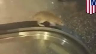 Rat stuck on an escalator in Los Angeles is a perfect metaphor for life’s futility [upl. by Marigolda]