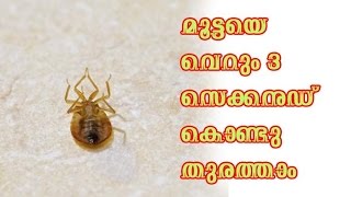 മൂട്ടയെ വെറും 3 സെക്കൻഡ് കൊണ്ടു തുരത്താംMalayalam Health Tips [upl. by Nanaek]