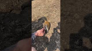 Wild Yellow Mongoose Eating Biltong From My Hand SouthAfrica Don’t Try This At Home [upl. by Llennaj]