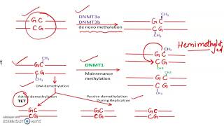 Genomic Imprinting Problems MCQs Part 1 [upl. by Nonah]