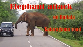 Wild Elephant attack on Buttala Kataragama road [upl. by Sternick160]