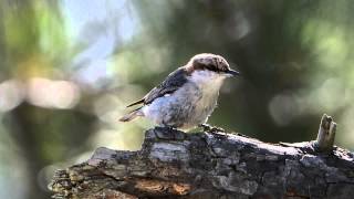 Brown headed Nuthatch [upl. by Duyne]