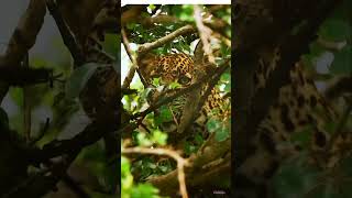 Jaguar hunting Caiman2 shorts animalshorts shortfeed shortvideo viral [upl. by Campbell]