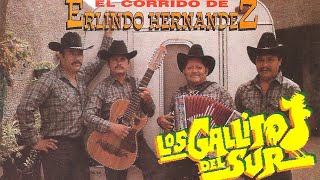 Los Gallitos Del Sur  Corrido De Erlindo Hernandez Album Completo [upl. by Jackquelin]