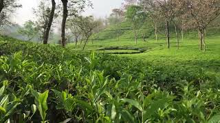 Coming new tea Green leaf  চা বাগানে নতুন সবুজ পাতা ॥ tea garden sylhet [upl. by Drawoh358]