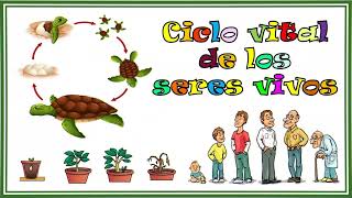 👉 Ciclo vital de los seres vivos [upl. by Ttocs]