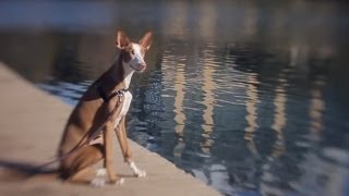 Ibizan Hound Enjoys the View  The Daily Puppy [upl. by Frederic344]