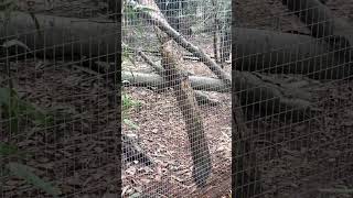 Hyperactive Quoll quoll animals animalvideos shortsfeed shorts shortvideo subscribe [upl. by Branca803]