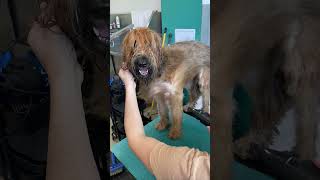 Briard Maya Enjoys Grooming shorts [upl. by Notfilc817]