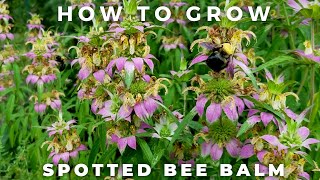 Spotted Bee Balm  Complete Profile [upl. by Connors]