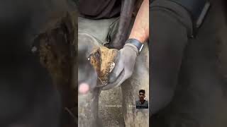 Hourse horse oddlysatisfying farrier farrierlife satisfying [upl. by Ansilme]