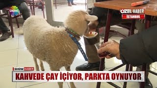 Kahvede çay içiyor parkta oynuyor [upl. by Nappy]