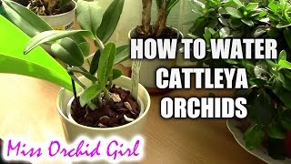 How to water Cattleya orchids  tips for a healthy orchid [upl. by Oregolac79]