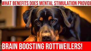 Intelligence Games for Rottweilers Mental Stimulation for a Smarter Dog [upl. by Gwyn]