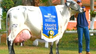 World Record Holder 2024 Girlando Cow 130 Litters Milk  Girlando Cow Farming in Pakistan  Cow Milk [upl. by Shepperd]