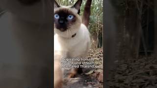 Beauty and BrainsSiamese Cat siamesecat catbreed cats [upl. by Oram]