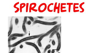 Spirochetes [upl. by Enyrhtac]