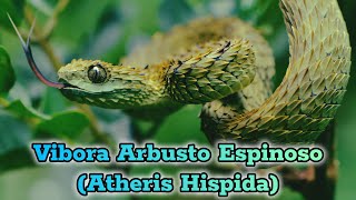 Víbora de Arbusto Espinoso Un Maestra del Camuflaje en los Árboles [upl. by Bartholomew79]