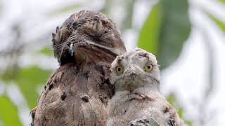 Una madre y su cría de Urutaú Nyctibius griseus [upl. by Eceined299]