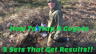 How To Trap A Coyote 8 Sets In One Video That Produce Results [upl. by Chuch]