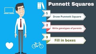 Punnett Squares the basics [upl. by Ethelind]