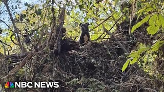 Family reunited with dog found stuck in treetop after Helene flooding [upl. by Chen]