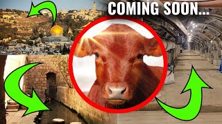 THIS MONTH Red Heifer Ceremony on the Ancient Sites  What Could Stop it [upl. by Lyle]