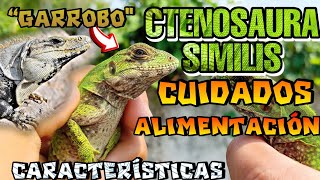 Garrobo CTENOSAURA SIMILIS CUIDADOS Y ALIMENTACIÓN [upl. by Rad]