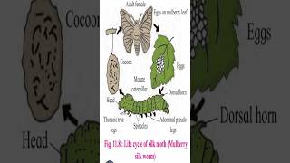 Life cycle of Silk MothMulberry Silk wormBiology amp Zoology 12thbiology biologyscience neet [upl. by Dihaz]