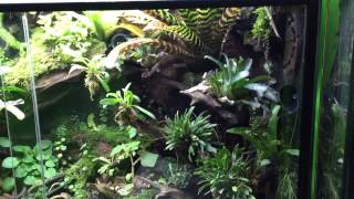 180 Gallon Histrionica Vivarium [upl. by Atsok]