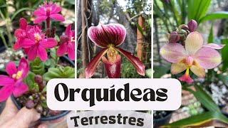 🟥Como cultivar ORQUÍDEAS terrestres com sucesso [upl. by Fanchet]